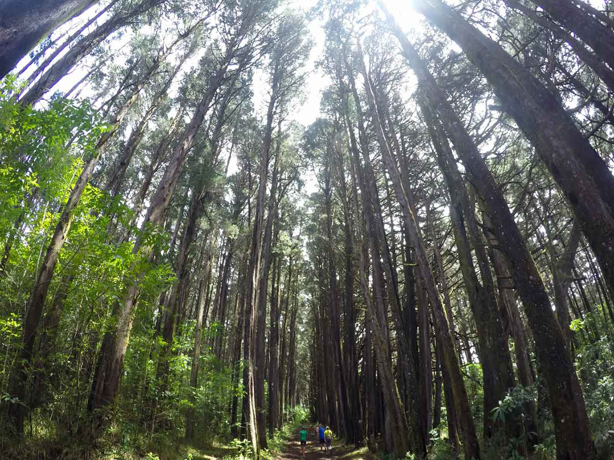 Bosque de La Hoja