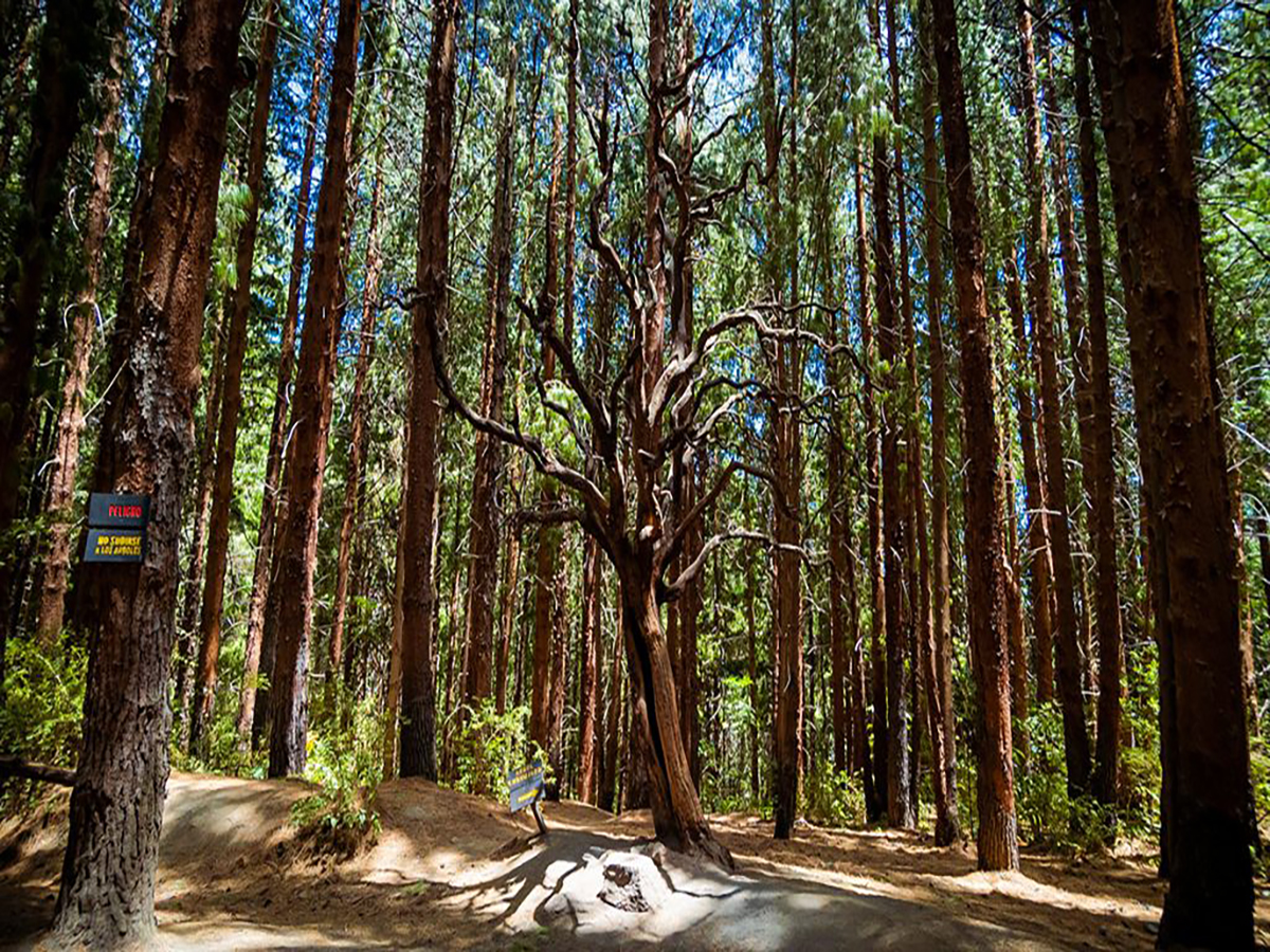 Bosque de Prusia