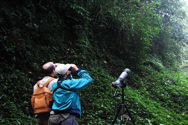 Birdwatching
