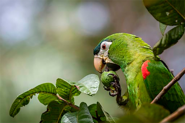 Birdwatching