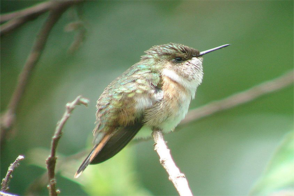 Birdwatching