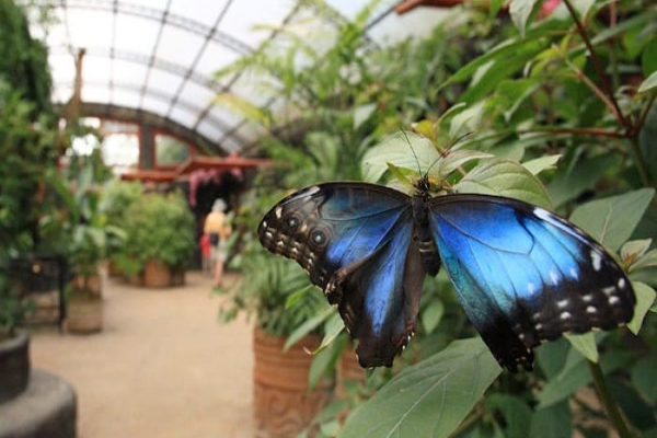 Butterfly and Insect Gardens