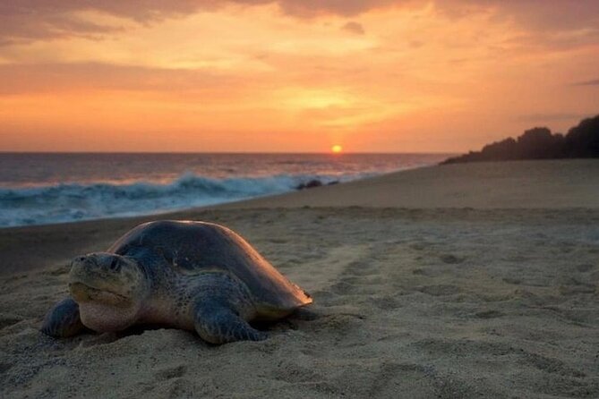 Turtle Watching