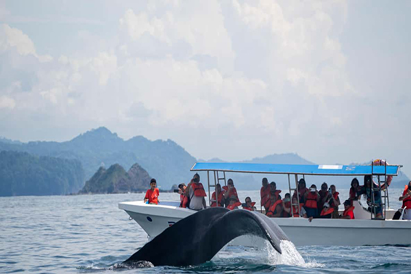 Whale Watching
