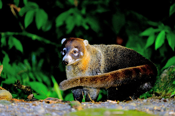 Wildlife Watching